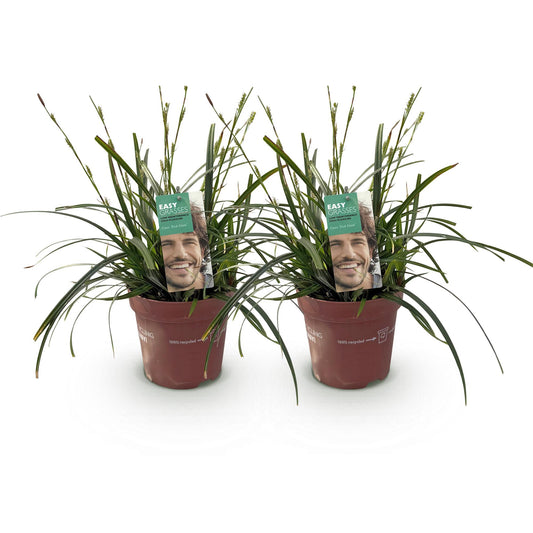 Ziergräser - Carex oshimensis Intense Green - Grün - 2 Pflanzen - Immergrün - Wenig Pflege - Topf 17cm Höhe 50cm