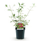 Schmetterlingsstrauch - Buddleja davidii Royal Red - Winterhart - Rot - 1 Pflanze - Topf 17cm - Höhe 45cm
