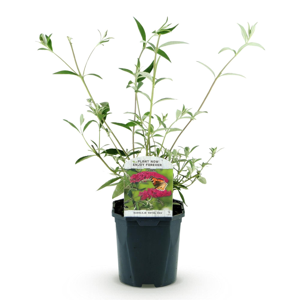 Schmetterlingsstrauch - Buddleja davidii Royal Red - Winterhart - Rot - 1 Pflanze - Topf 17cm - Höhe 45cm
