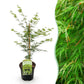 Japanischer Ahorn - Acer palmatum Emerald Lace - Grün - 1 Pflanze - Laubabwerfend - Topf 19cm Höhe 70cm