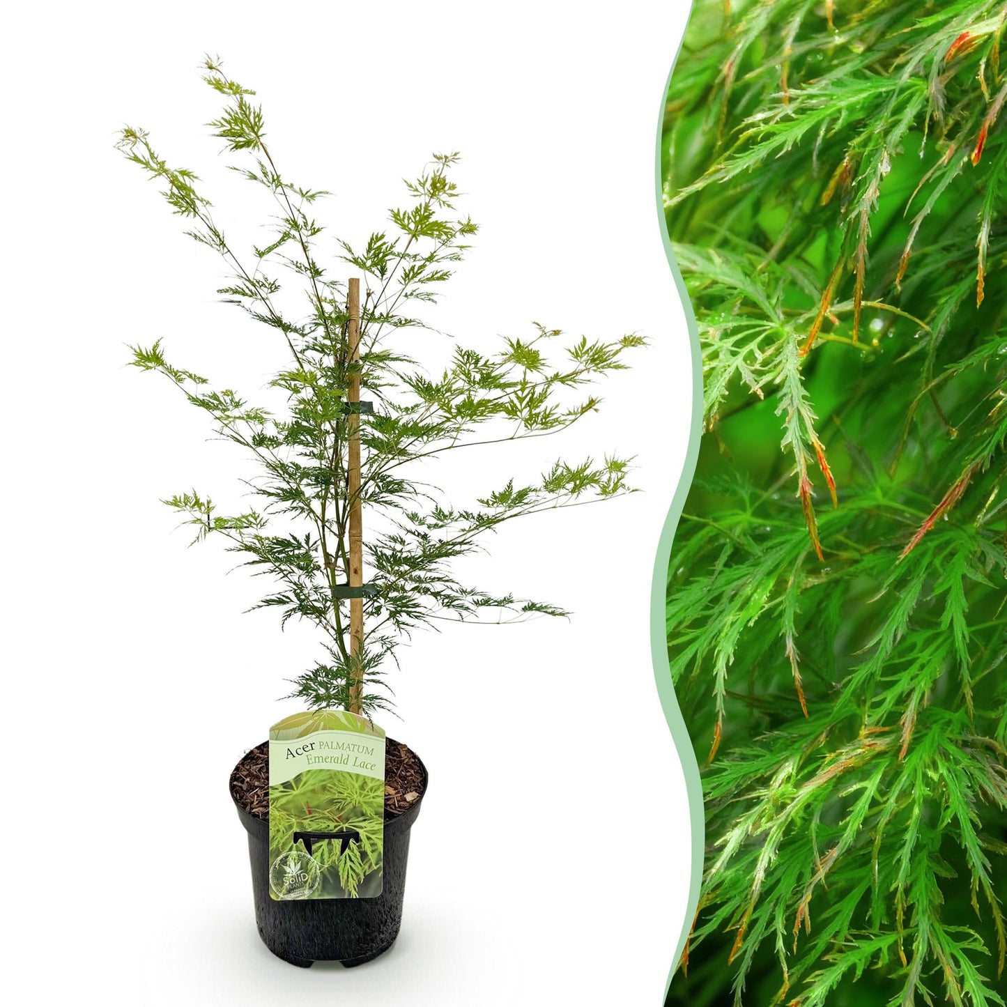 Japanischer Ahorn - Acer palmatum Emerald Lace - Grün - 1 Pflanze - Laubabwerfend - Topf 19cm Höhe 70cm