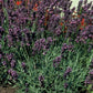 Lavandula ang. 'Munstead' - ↕10-25cm - Ø9cm - 48x
