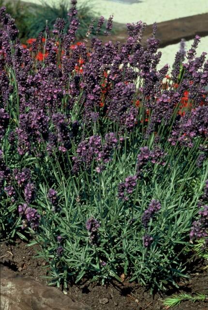 Lavandula ang. 'Munstead' - ↕10-25cm - Ø9cm - 48x