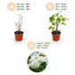 Hydrangea arborescens Annabelle - Hortensie - Winterhart - Weiß - 1 Pflanze - Topf 12cm - Höhe 20-30cm