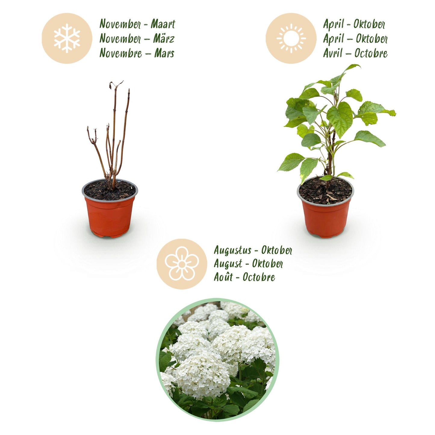 Hydrangea arborescens Annabelle - Hortensie - Winterhart - Weiß - 1 Pflanze - Topf 12cm - Höhe 20-30cm