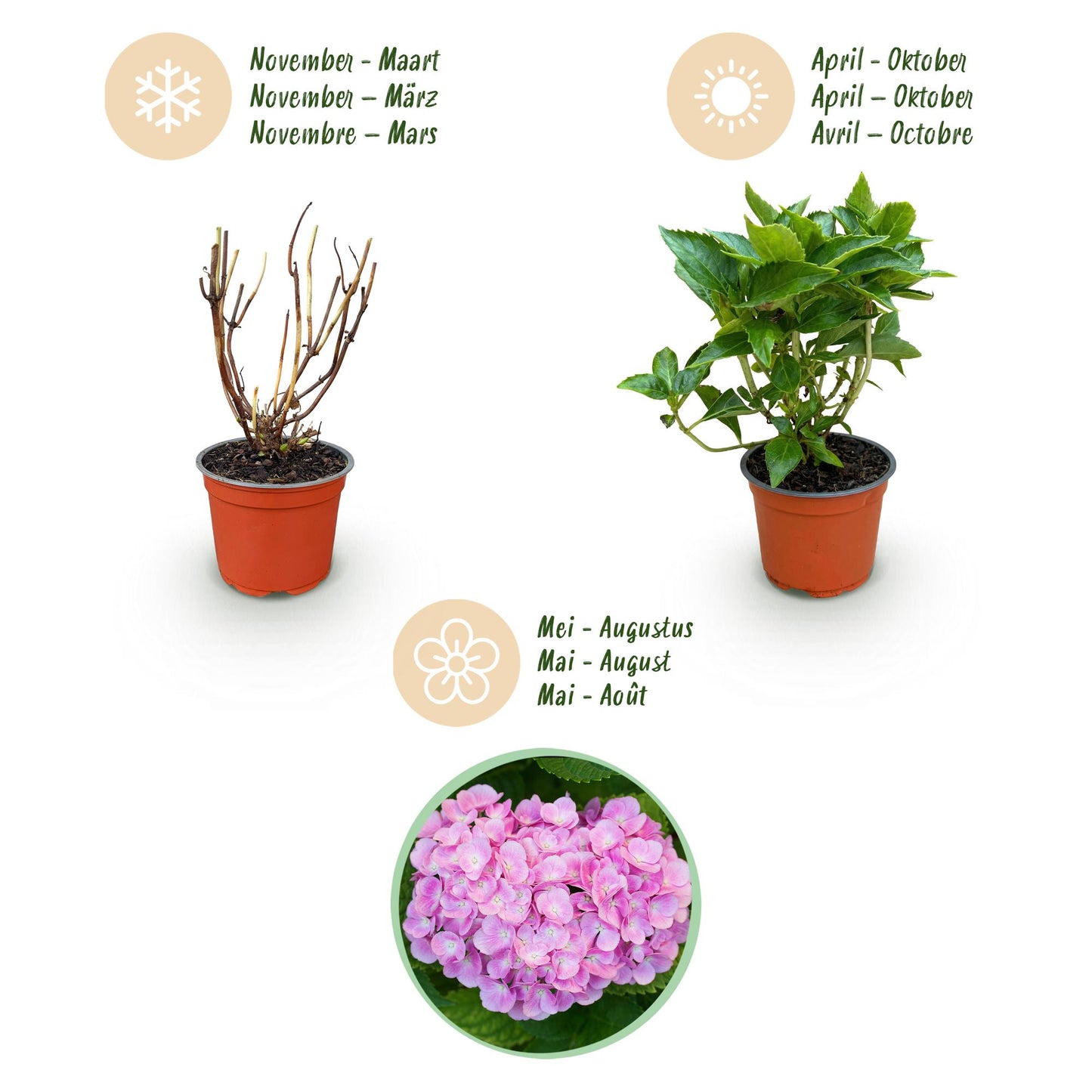 Hydrangea macrophylla Rosa - Hortensie - Winterhart - Rosa - 1 Pflanze - Topf 12cm - Höhe 20-30cm