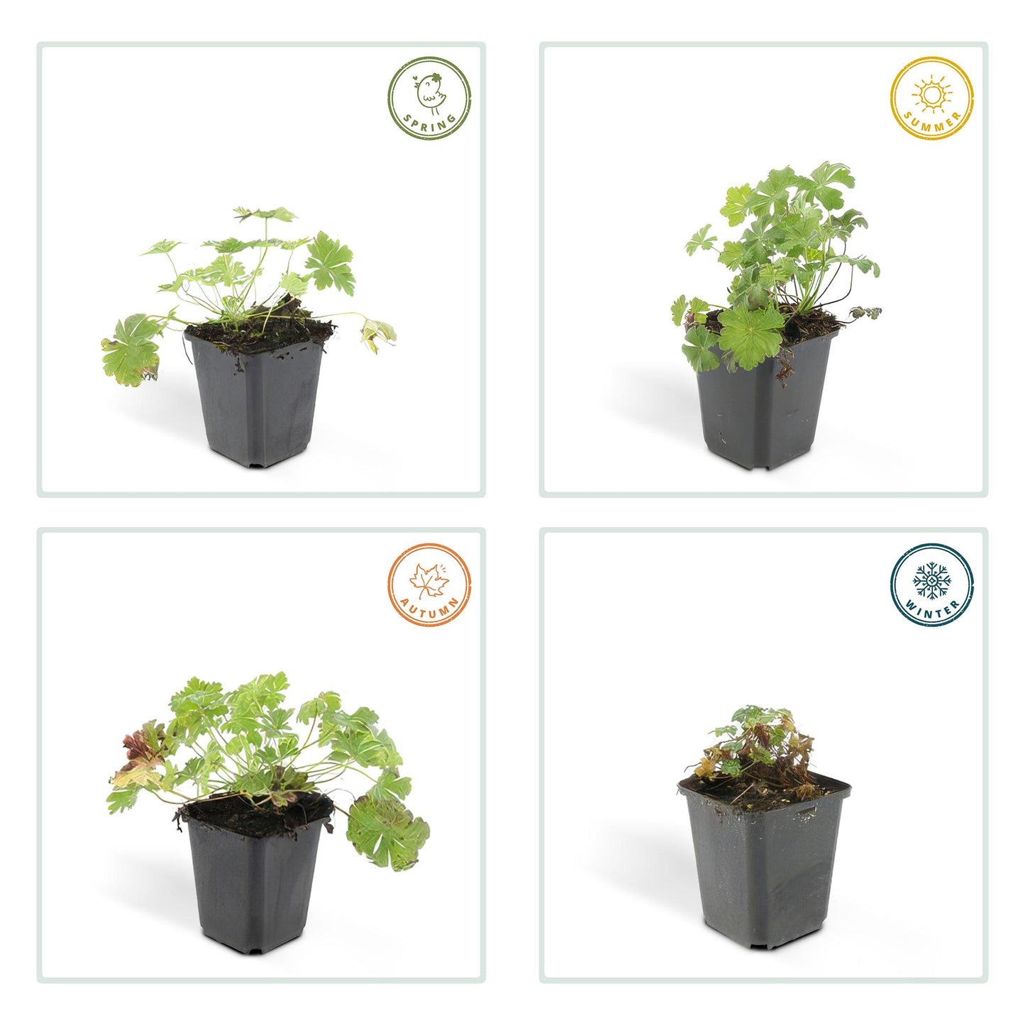 24x Geranium cant. 'Biokovo' - ↕10-25cm - Ø9cm
