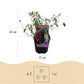 Schmetterlingsstrauch - Buddleja davidii Tricolour - Blüten Rosa, Weiß und Lila - 1 Pflanze - Topf 17cm Höhe 30cm