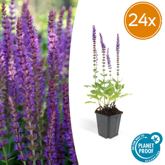 Steppen Salbei - 24x Salvia nem. 'Ostfriesland' - ↕10-25cm - Ø9cm
