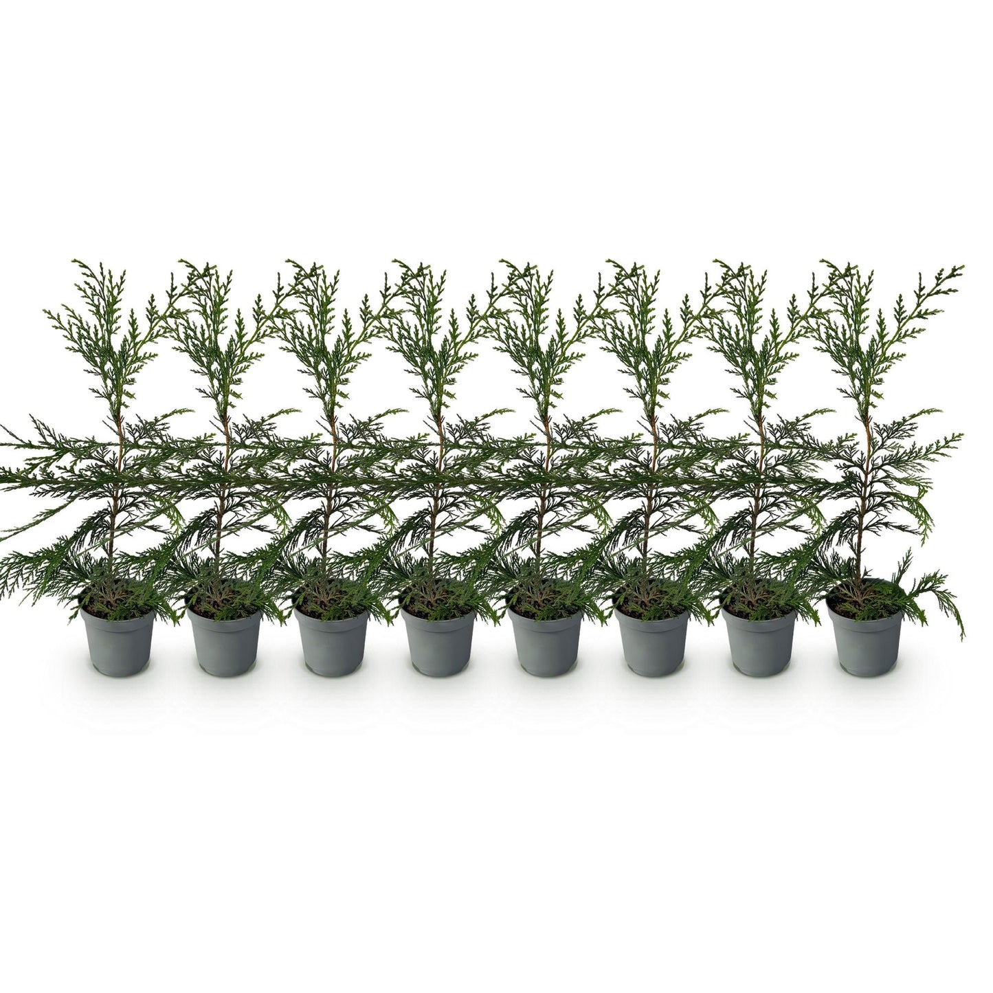 Heckenpflanzen - Cupressocyparis leylandii - Blatt grün - 8 Pflanzen - 1 laufender Meter - immergrün - Topf 9cm Höhe 35-40cm