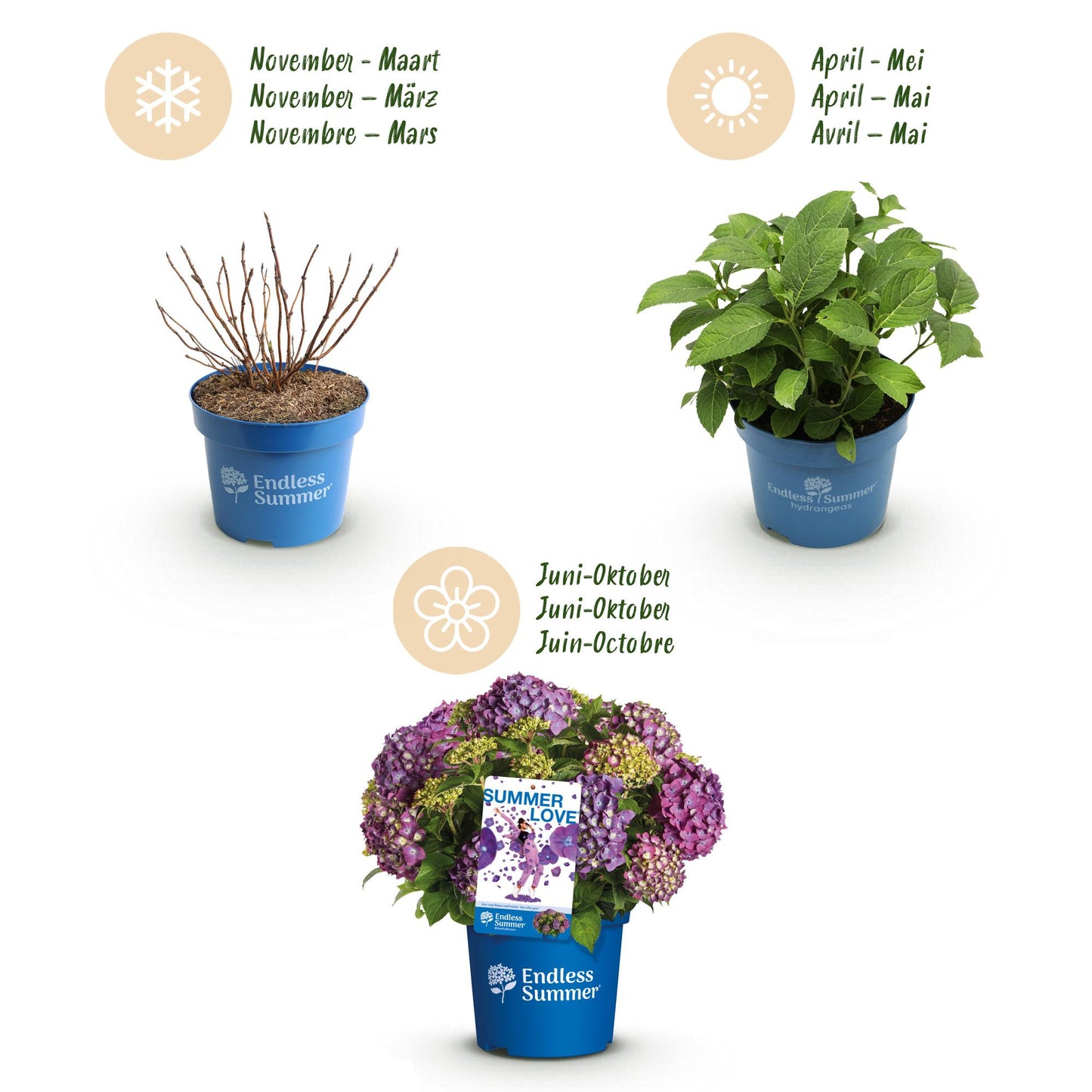 Hydrangea Endless Summer Summer Love Purple - Hortensie - Frostbeständig - Lila - 4 Pflanzen - Topf 14 cm - Höhe 20-25 cm