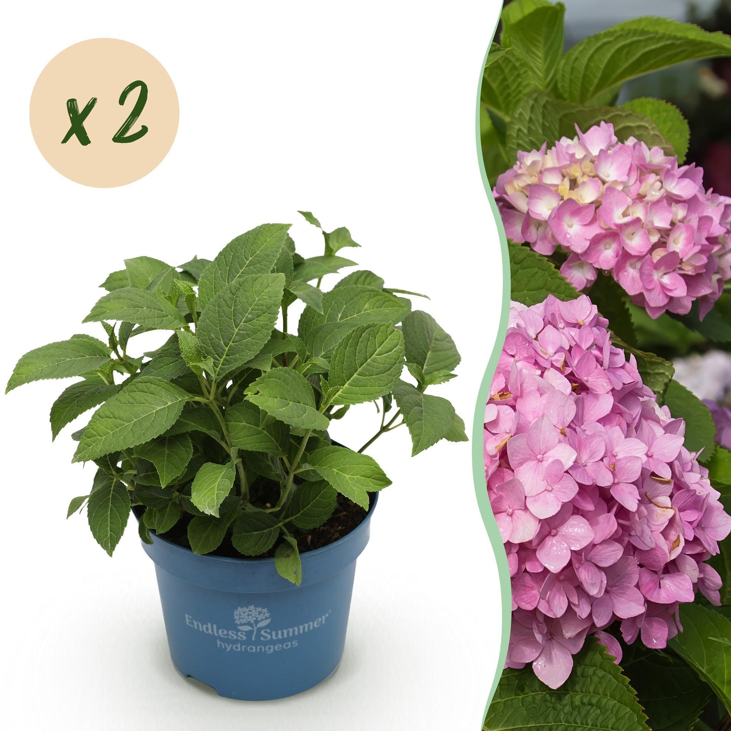 Hydrangea Endles Summer The Original Pink - Hortensie - Winterhart - Rosa - 2 Pflanzen - Topf 14cm - Höhe 20-25cm