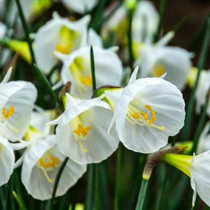 40x Narcissus White Petticoat - White Petticoat daffodil - White - Spring bloomer