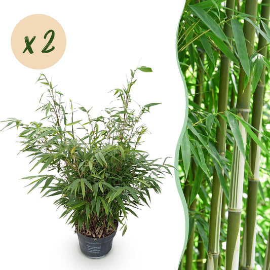 Gräser - Fargesia robusta Pingwu - Bambus - Wuchsform: Nicht Ausläuferbildend - Grün - 2 Pflanzen - Topf 23 cm - Höhe 80 cm