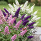 Schmetterlingsstrauch - Buddleja davidii Tricolour - Hardy - Blue - Pink - White - 3 Plants - Pot 17cm - Height 45cm