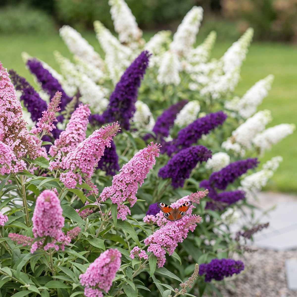 Schmetterlingsstrauch - Buddleja davidii Tricolour - Hardy - Blue - Pink - White - 3 Plants - Pot 17cm - Height 45cm