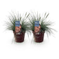 Ziergräser - Festuca glauca Intense Blue - Blau - 2 Pflanzen - Immergrün - Wenig Pflege - Topf 17cm Höhe 50cm