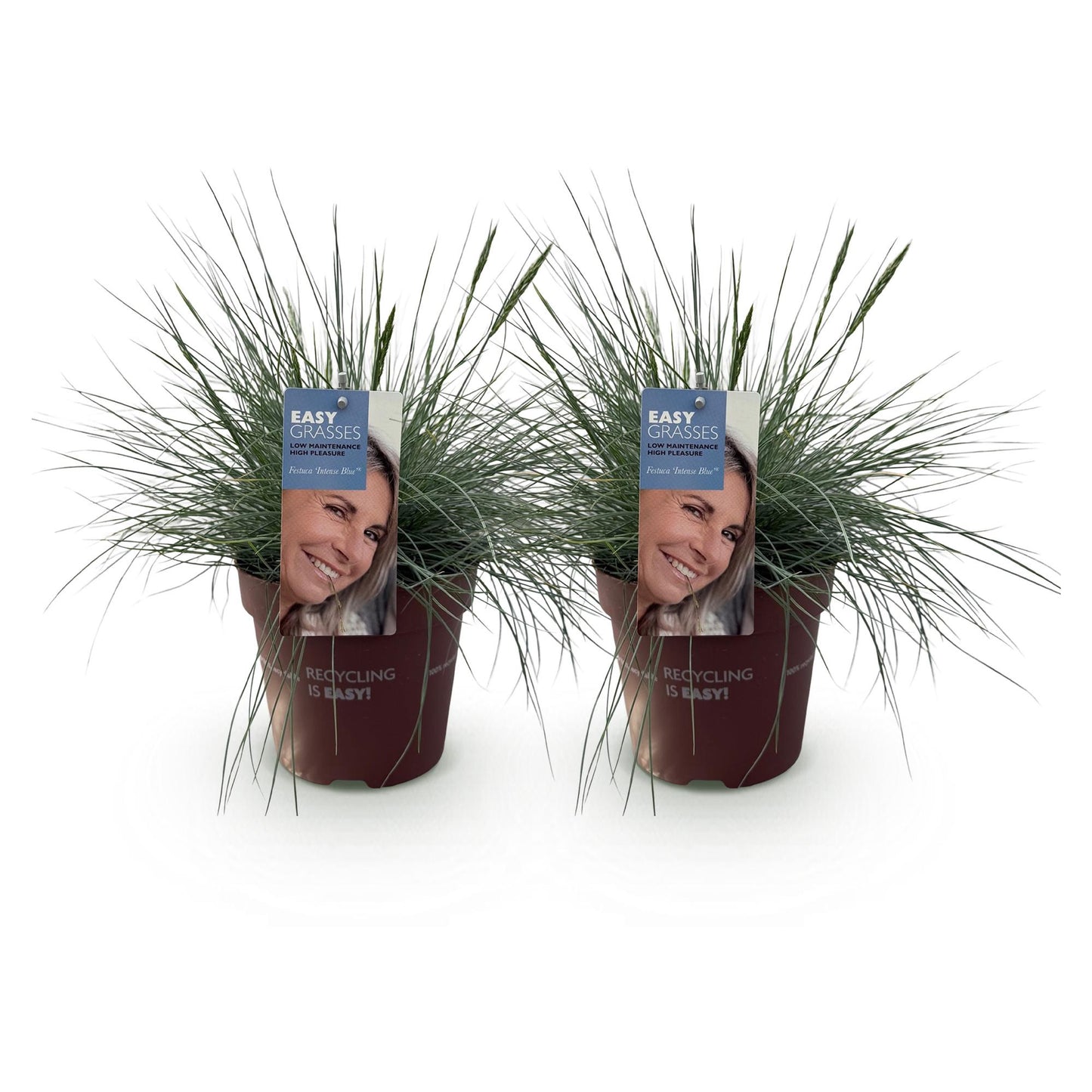 Ziergräser - Festuca glauca Intense Blue - Blau - 2 Pflanzen - Immergrün - Wenig Pflege - Topf 17cm Höhe 50cm