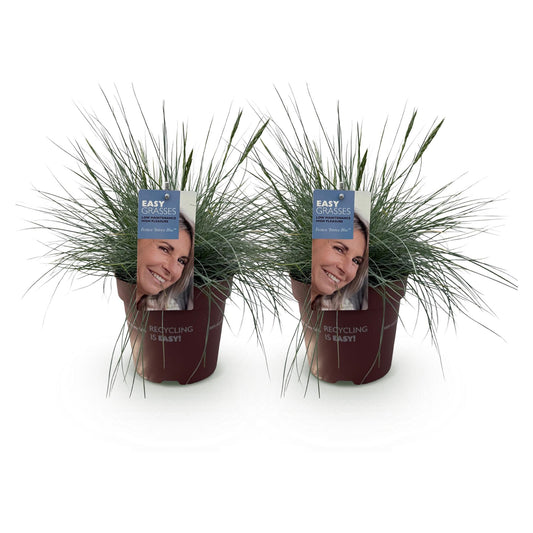 Ziergräser - Festuca glauca Intense Blue - Blau - 2 Pflanzen - Immergrün - Wenig Pflege - Topf 17cm Höhe 50cm