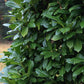 Heckenpflanzen - Prunus laurocerasus Novita - Blatt grün - 6 Pflanzen - 1 laufender Meter - immergrün - Topf 17cm Höhe 50cm