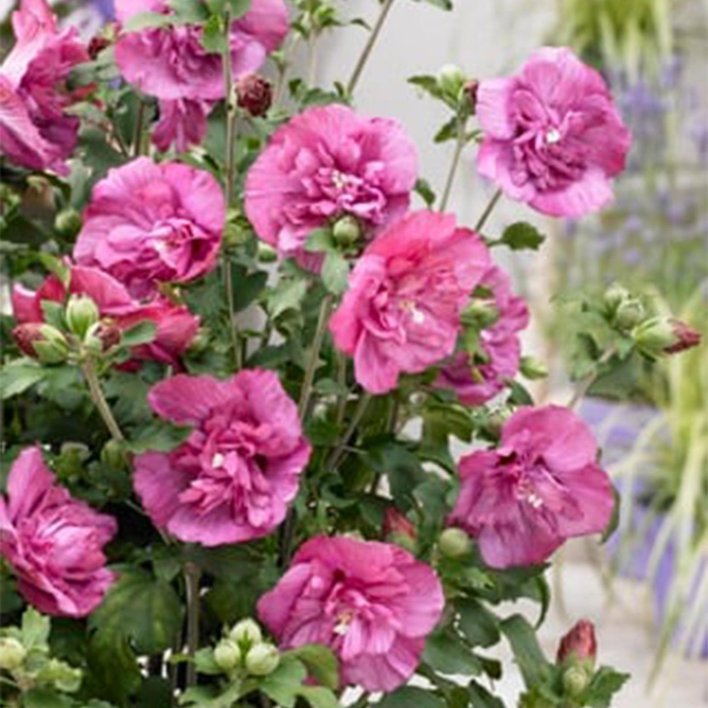 Stamm Pflanze - Hibiscus syriacus Magenta Chiffon® - Terrassen Pflanze - Laubabwerfend - Winterhart - Rosa Blüte - Topf 19cm Höhe 90cm