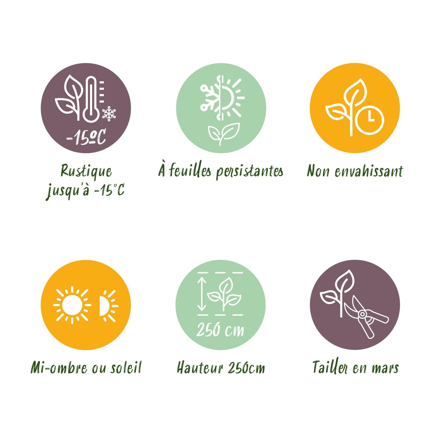 Bambus - Fargesia rufa - Grün - 4 Pflanzen - Immergrün - Nicht Ausbreitend - Topf 14cm Höhe 35cm