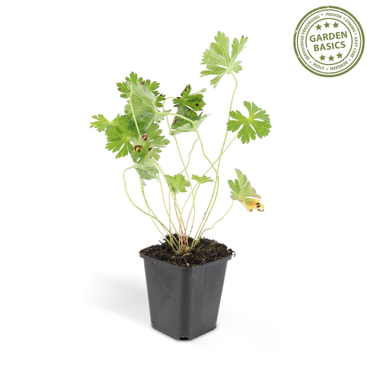 24x Geranium Rozanne - ↕10-25cm - Ø9cm