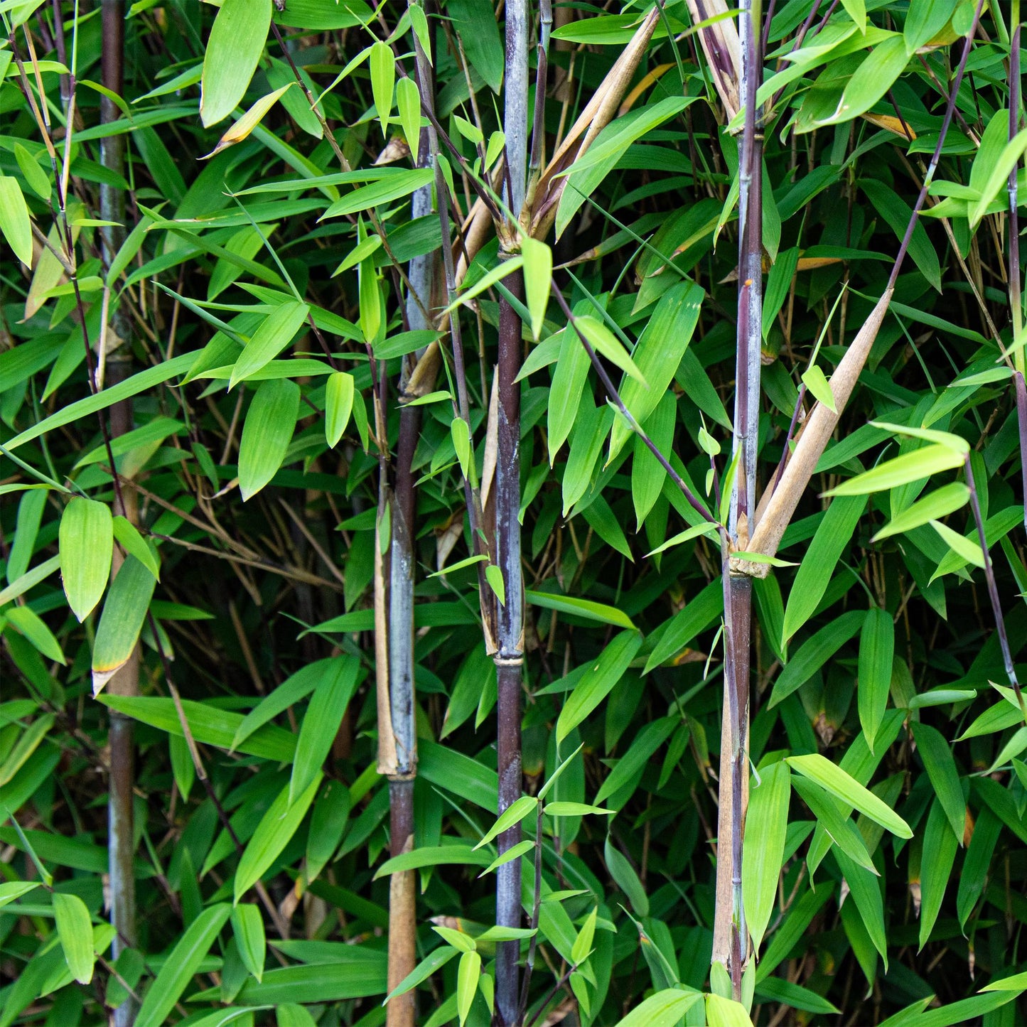 Gräser - Fargesia nitida Black Dragon - Bambus - Nicht Wuchernd - Grün - 2 Pflanzen - Topf 23 cm - Höhe 80 cm