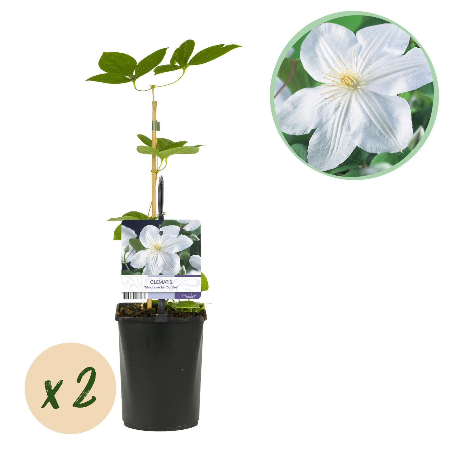 Kletterpflanze - Clematis Madame Le Coultre - blühend weiß - Wenig Pflege - 2 Pflanzen - Topf 11cm Höhe 40cm