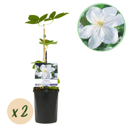 Kletterpflanze - Clematis Madame Le Coultre - blühend weiß - Wenig Pflege - 2 Pflanzen - Topf 11cm Höhe 40cm