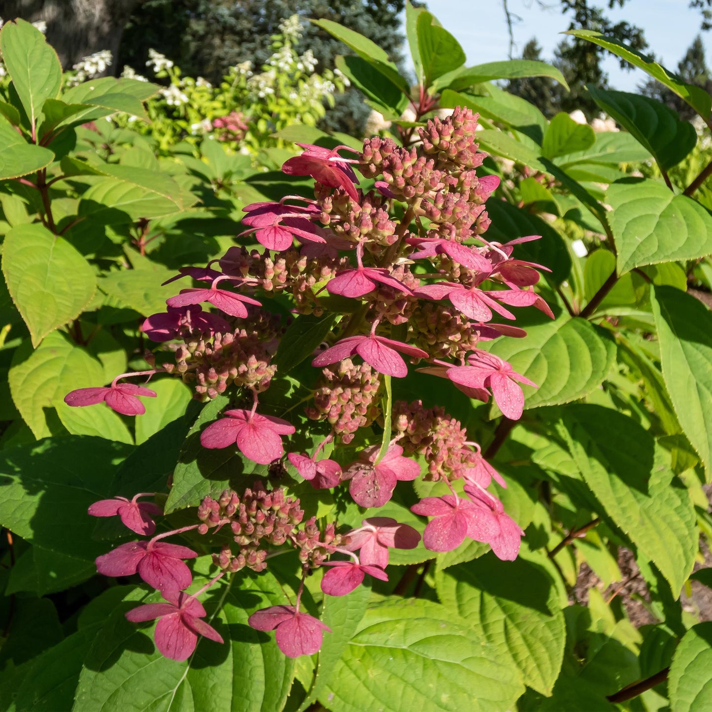 Rispenhortensie - Hydrangea panniculata Wims Red - Blüte Weiß Rot - 3 Pflanzen - 1 m2 - Laubabwerfend - Große Blüten - Topf 17cm Höhe 50cm