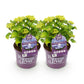Hortensie - Hydrangea Forever & Ever - Blau - 7-12 Blumen - 2 Pflanzen - Topf 23cm Höhe 55cm