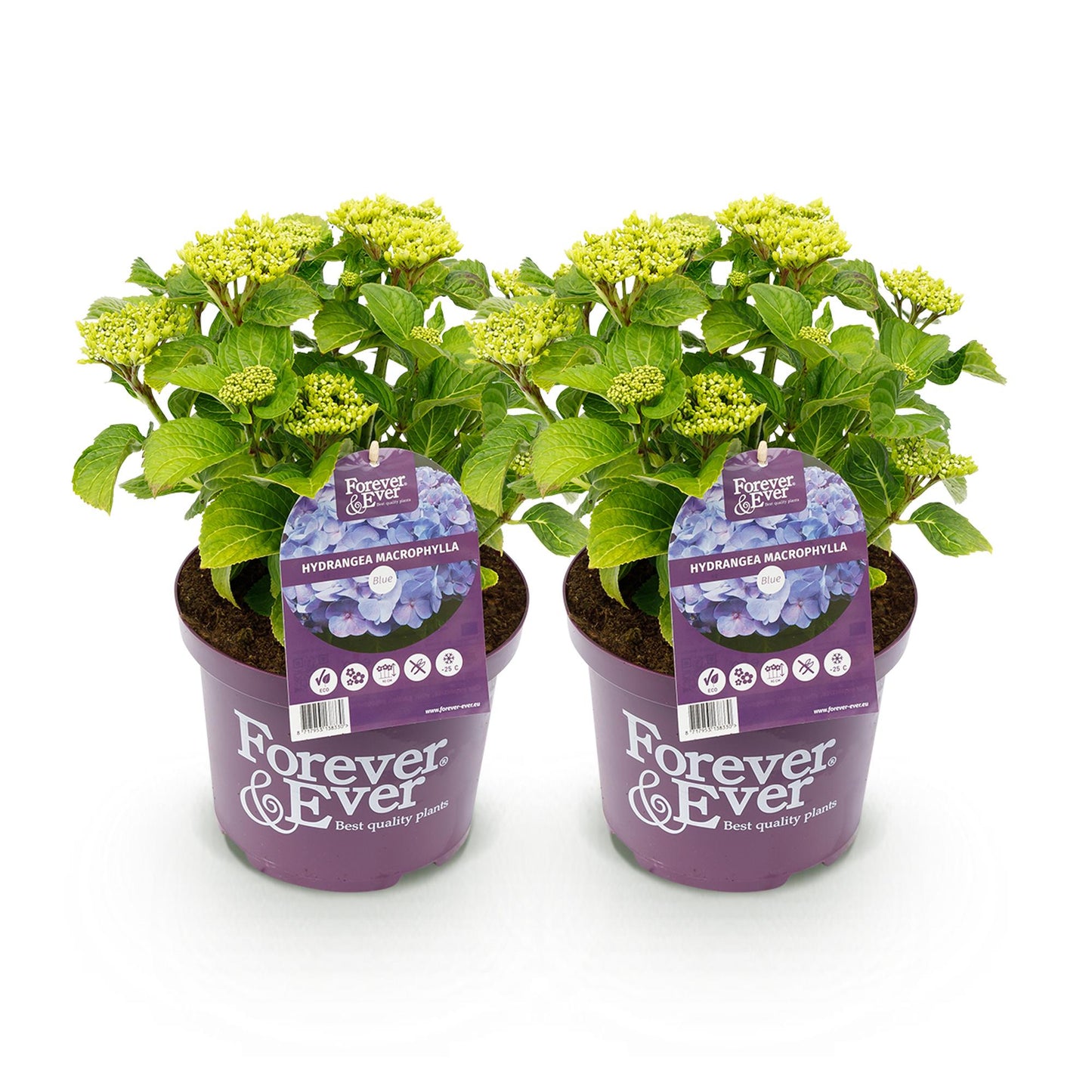 Hortensie - Hydrangea Forever & Ever - Blau - 7-12 Blumen - 2 Pflanzen - Topf 23cm Höhe 55cm
