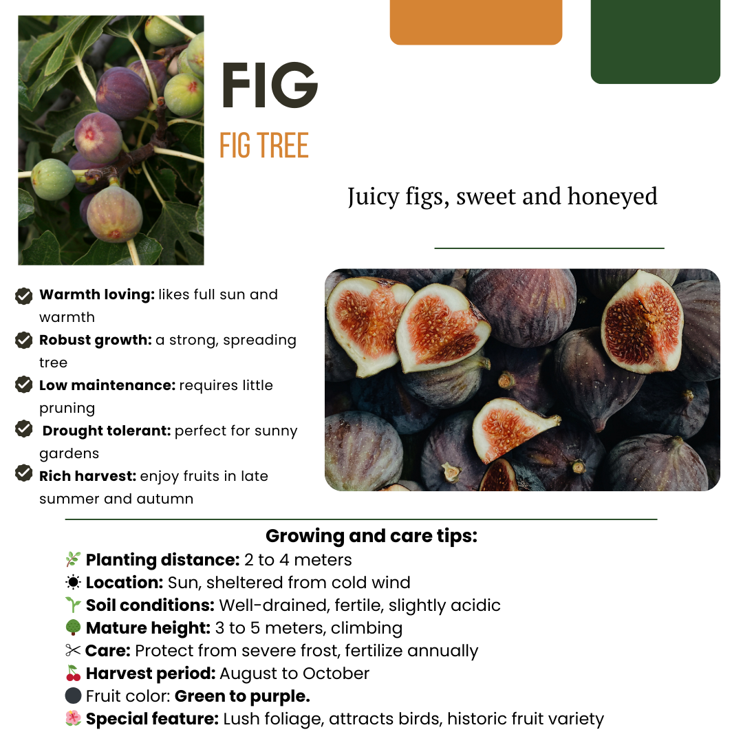 3 x Bio-Feigenbäume – Ø 13 cm – ↨ 20 cm