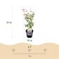 Japanischer Ahorn - Acer palmatum Phoenix - Rosa - 2 Pflanzen - Laubabwerfend - Topf 19cm Höhe 70cm