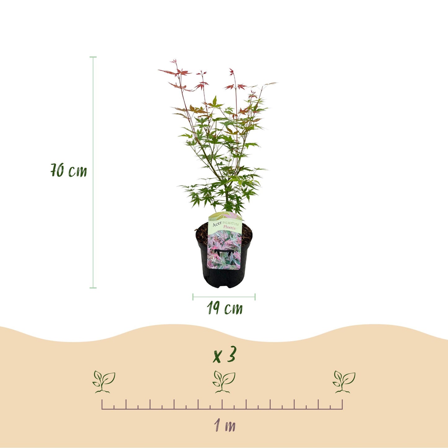 Japanischer Ahorn - Acer palmatum Phoenix - Rosa - 2 Pflanzen - Laubabwerfend - Topf 19cm Höhe 70cm
