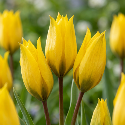 40x Tulipa Sylvestris - Wild tulip - Yellow - Naturalizing bulb - Bulb size 5/6