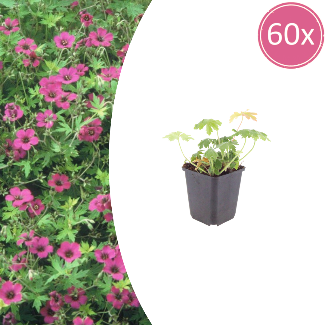 60x Geranium macr. 'Bevan's Variety' - ↕10-25cm - Ø9cm