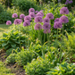 40x Allium Purple Rain - Zierlauch Purple Rain - Lila - Sommerblüher - Zwiebelgröße 10/12