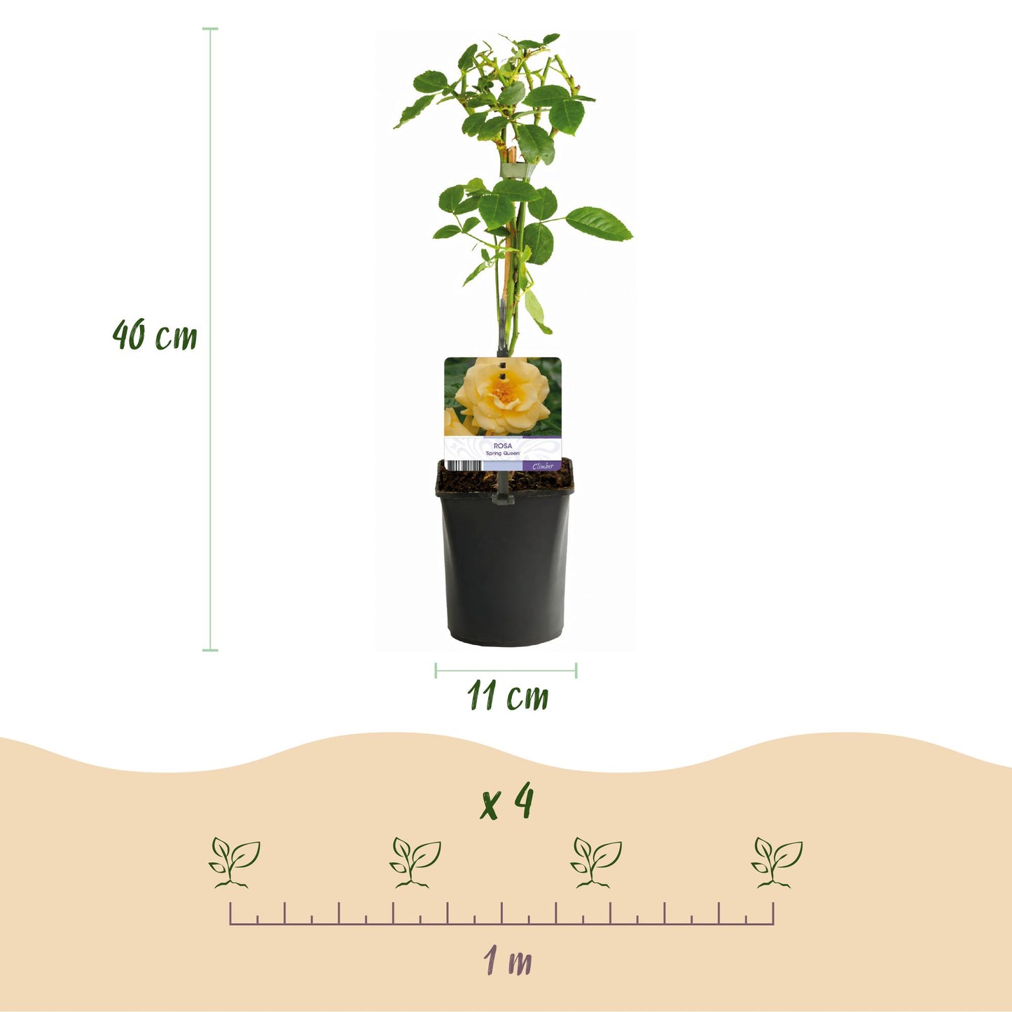 Kletterrose - Rosa Spring Queen - Blüte Gelb - Pflegeleicht - 2 Pflanzen - Topf 11cm Höhe 40cm