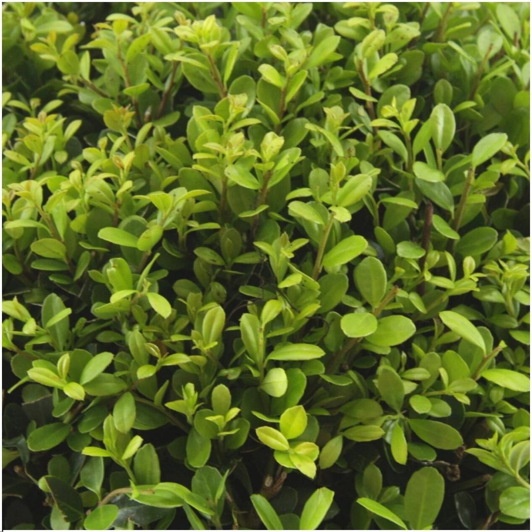 Ilex crenata 'Jenny' - 2 x 6 pack -  Ø7 cm - ↕15 cm