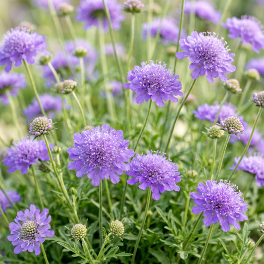 Scabiosa col. Butterfly Blue - Taubenkraut - Bienen und Schmetterlingsmagneten - Lila - 1 Pflanze - Topf 11cm - Höhe 15-25cm