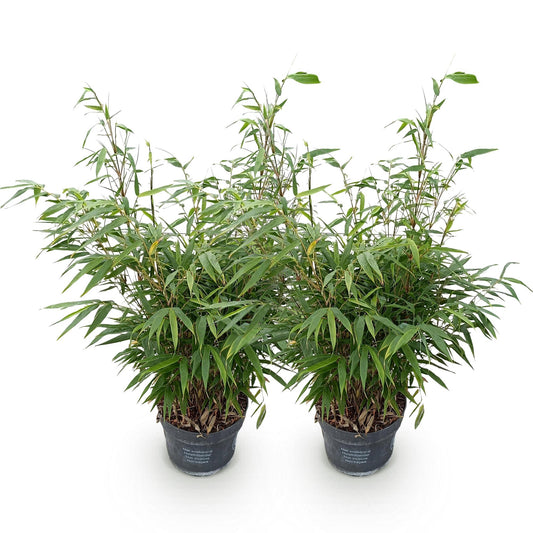 Gräser - Fargesia robusta Pingwu - Bambus - Wuchsform: Nicht Ausläuferbildend - Grün - 2 Pflanzen - Topf 23 cm - Höhe 80 cm