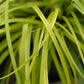Ziergräser - Carex oshimensis Everillo - Gelb - 2 Pflanzen - Immergrün - Wenig Pflege - Topf 17cm Höhe 50cm