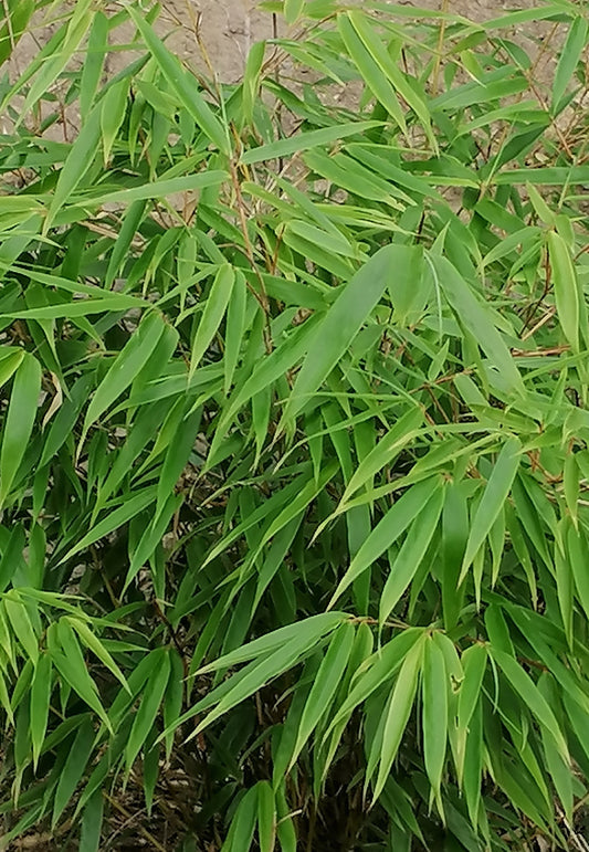 Bambus Fargesia Rufa
