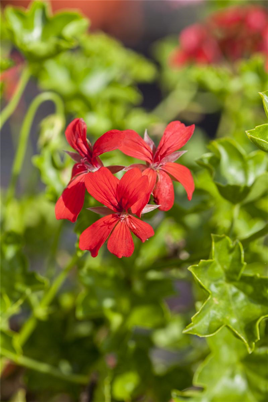 Hängegeranie 'Ville de Paris Rot'