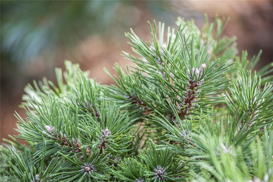 Pinus uncinata