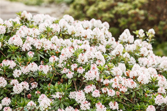 Rhododendron 'Bloombux'® - Hecke