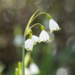 Sommer-Knotenblume