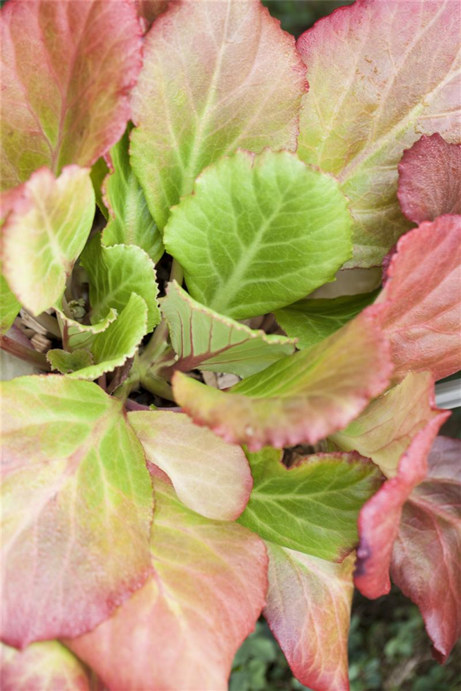 Bergenia cordifolia 'Abendglut'